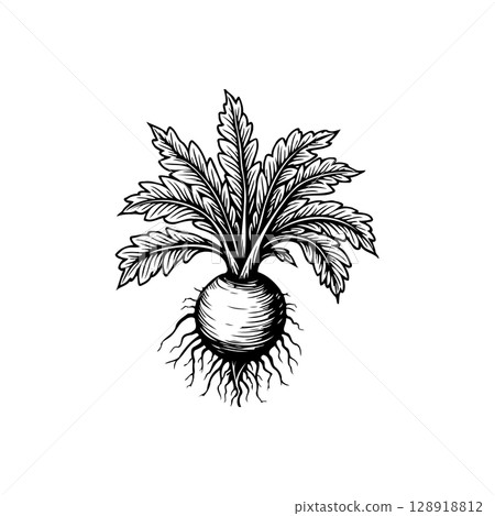 Botanical illustration of a turnip plant with intricate root and leaf details on white background 128918812