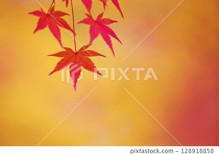 Autumn deepens and winter approaches 128918858