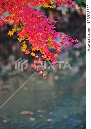 Momiji在水面上 128918865