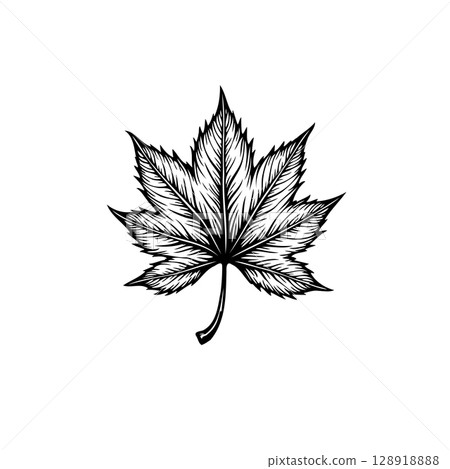 Elegant monochrome maple leaf illustration with intricate linework on white background Elegant monochrome maple leaf illustration with intricate linework on white background 128918888