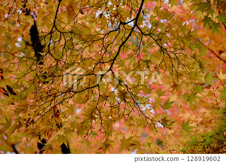 Maple leaves before turning red Maple leaves before turning red 128919602