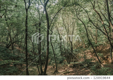 Nature Forest Scenery Filmed in Summer in Daemosan, Seoul, Korea 128919644