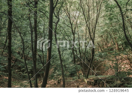 Nature Forest Scenery Filmed in Summer in Daemosan, Seoul, Korea 128919645
