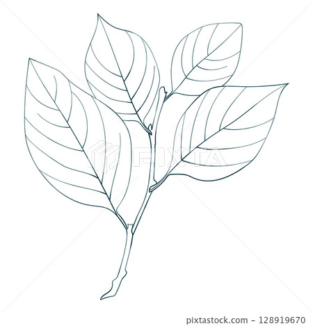 Hand-drawn elm branch isolated on white background. Flat style leaves illustration. Hand-drawn elm branch isolated on white background. Flat style leaves illustration. 128919670