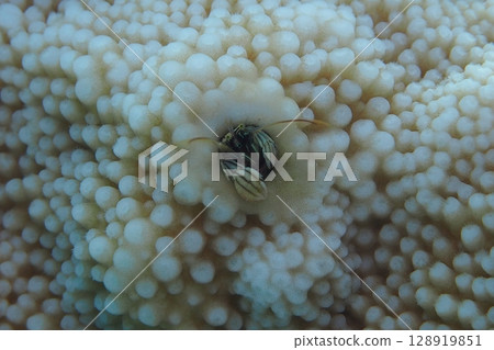 Hermit crab in the coral - underwater photo Hermit crab in the coral - underwater photo 128919851