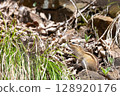 Cute chipmunk in nature 128920176