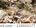 Cute chipmunk in nature 128920177