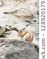 Cute chipmunk in nature 128920179