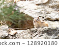 Cute chipmunk in nature 128920180