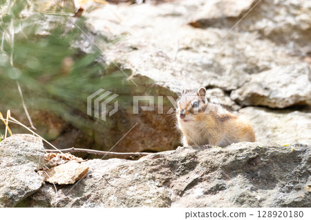 Cute chipmunk in nature Cute chipmunk in nature 128920180