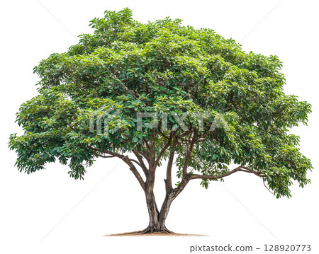 A large shade tree isolated on white background png transparent clipart. A large shade tree isolated on white background png transparent clipart. 128920773
