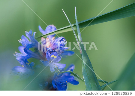 Grasshopper resting on bamboo 128920829