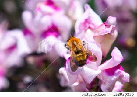 Honeybees sucking flower nectar 128920830