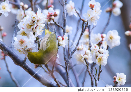 Mejiro吮吸梅花的蜂蜜 Mejiro吮吸梅花的蜂蜜 128920836