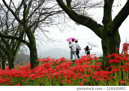 The spider lilies of Kinchakuda and their family 128920901