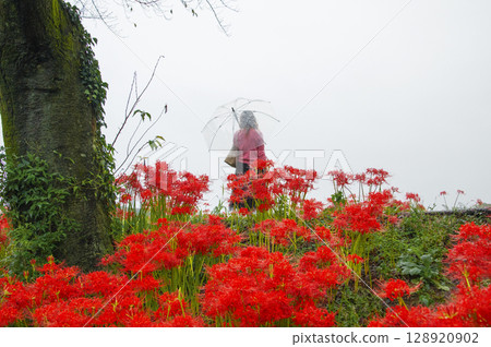 Alone with the spider lilies of Kinchakuda 128920902