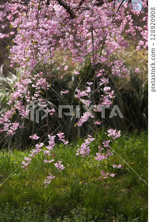 Weeping cherry blossoms blooming along the roadside 128920908