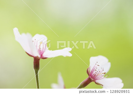 Cherry blossom close up Cherry blossom close up 128920931
