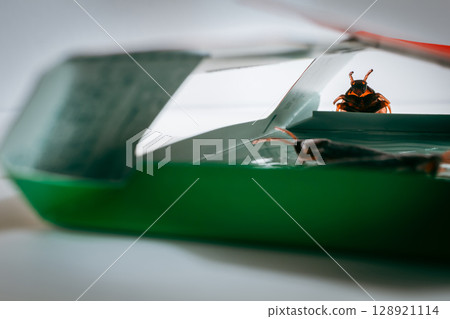 Cockroach extermination, cockroach extermination, cockroach toys Cockroach extermination, cockroach extermination, cockroach toys 128921114