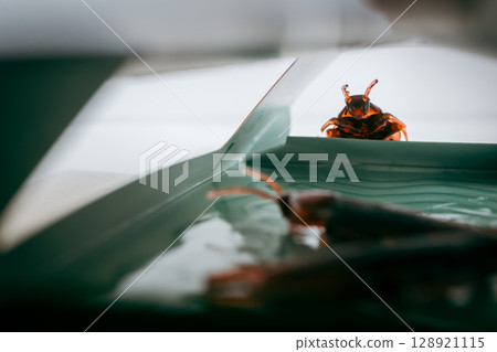 Cockroach extermination, cockroach extermination, cockroach toys Cockroach extermination, cockroach extermination, cockroach toys 128921115