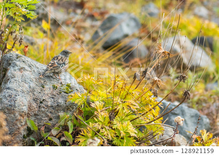 The alpine bush warbler 128921159
