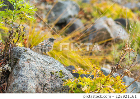 高山灌木鶯 128921161