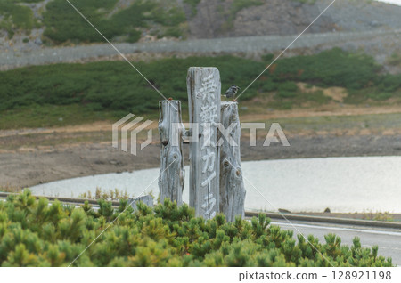 生活在灌木叢中的胡桃夾子 128921198