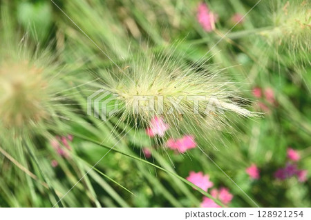 Pennisetum borosum Pennisetum borosum 128921254