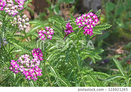 野生西洋蓍草(Western Sawgrass) 野生西洋蓍草(Western Sawgrass) 128921265