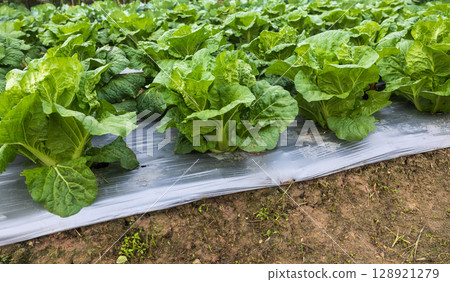 Farmers useplastic films for keep soil moisture and weed control in vegetable garden. 128921279