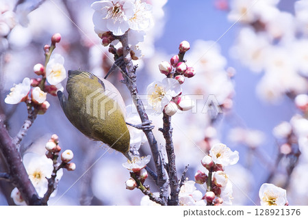 White-eye that sucks the nectar of plum blossoms White-eye that sucks the nectar of plum blossoms 128921376