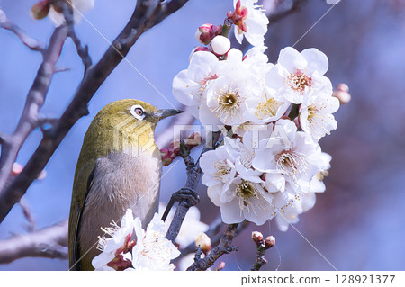 白梅花和中世紀 白梅花和中世紀 128921377