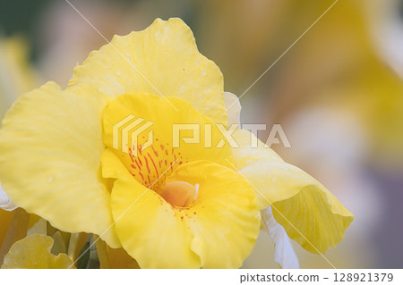 黃色美人蕉花 128921379