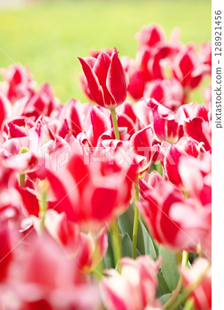Colorful tulips blooming in the flower bed 128921456