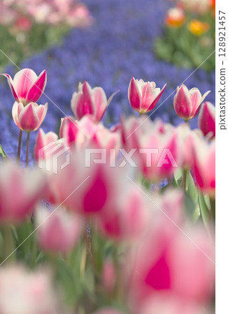 Colorful tulips blooming in the flower bed 128921457