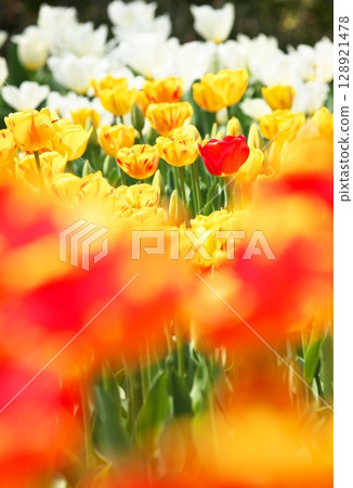 Colorful tulips blooming in the flower bed 128921478