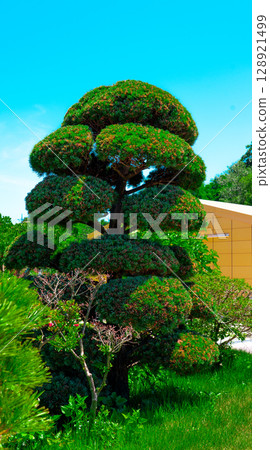 Bansai. Garden with pine tree niwaki. Tree with dense needles and branches. 128921499