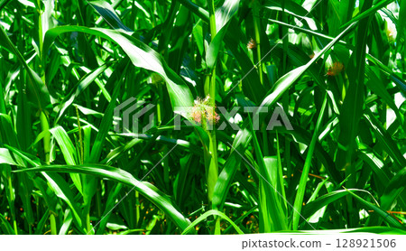 Golden hour sunset over lush green corn field in the tranquil rural countryside Golden hour sunset over lush green corn field in the tranquil rural countryside 128921506