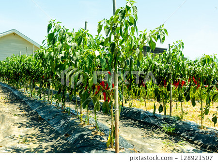 Red pepper grows in the garden, nature. Red pepper grows in the garden, nature. 128921507