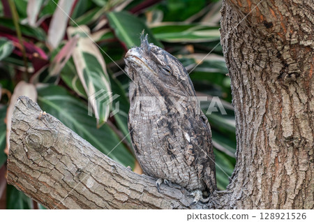The Australian Frogmouth, a master of mimicry The Australian Frogmouth, a master of mimicry 128921526