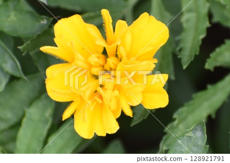 黃色萬壽菊 黃色萬壽菊 128921791