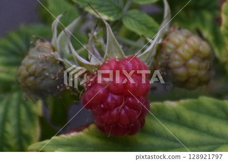 Blackberry  128921797