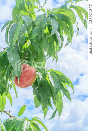 Tempting peaches ripe on the branches 128921847
