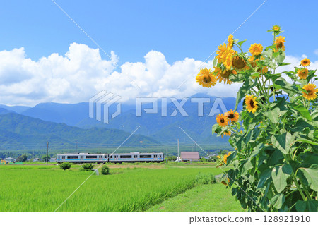 夏季的大糸線：列車與向日葵 128921910