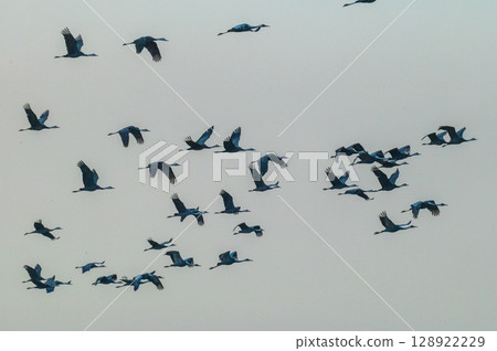 Cranes Flying at Dawn - Izumi, Kagoshima Prefecture - 128922229
