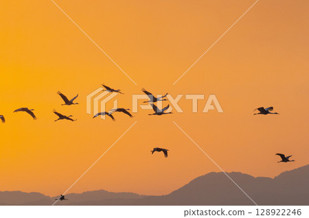 Cranes Flying at Dawn - Izumi, Kagoshima Prefecture - Cranes Flying at Dawn - Izumi, Kagoshima Prefecture - 128922246