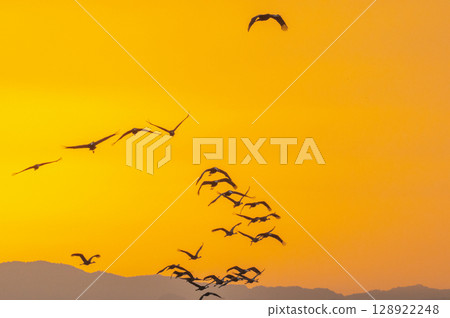 Cranes Flying at Dawn - Izumi, Kagoshima Prefecture - Cranes Flying at Dawn - Izumi, Kagoshima Prefecture - 128922248