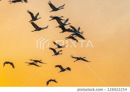 黎明時分的鶴群——鹿兒島縣和泉市—— 黎明時分的鶴群——鹿兒島縣和泉市—— 128922254
