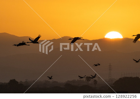 Cranes Flying at Dawn - Izumi, Kagoshima Prefecture - 128922256