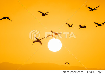 Cranes Flying at Dawn - Izumi, Kagoshima Prefecture - 128922263
